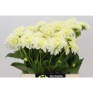 Dahlia White Cap