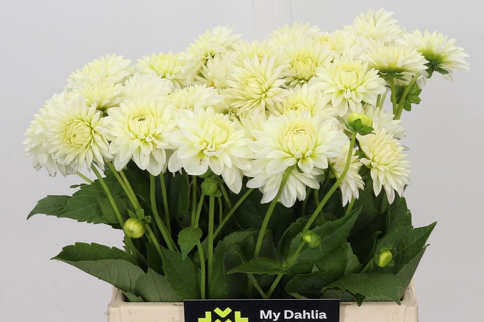 <h4>Dahlia White Cap</h4>