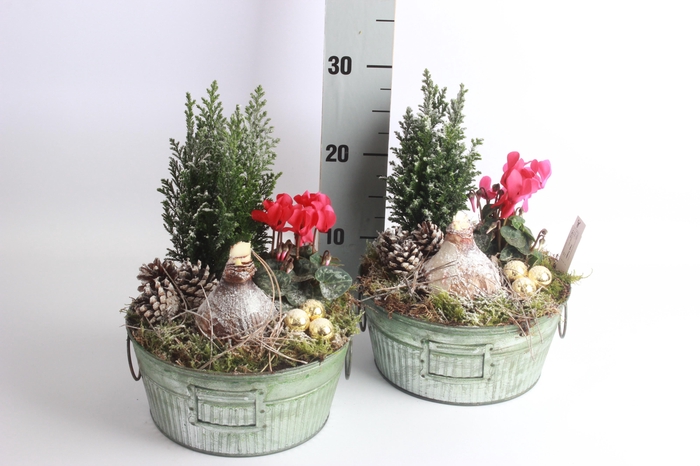 <h4>ARR HIPPEASTRUM</h4>