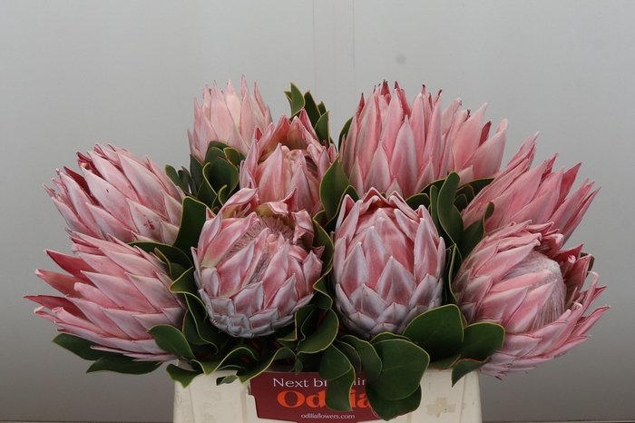 <h4>Protea Cynaroides</h4>
