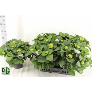 !! PROMO !! HYDR M CRYSTAL PALACE WHITE P19 8+