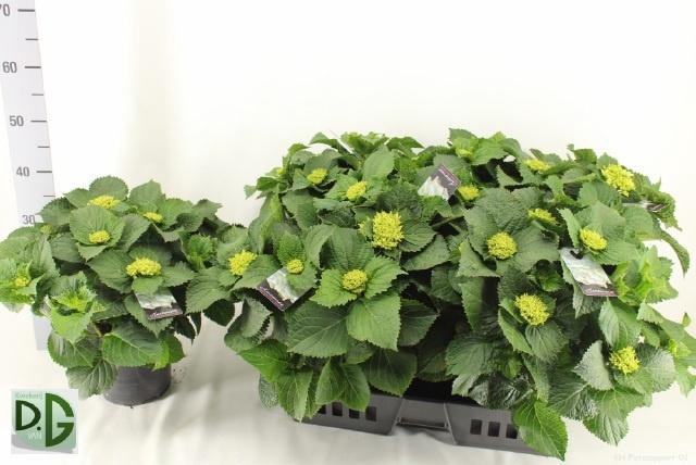 <h4>HYDR M CRYSTAL PALAC</h4>