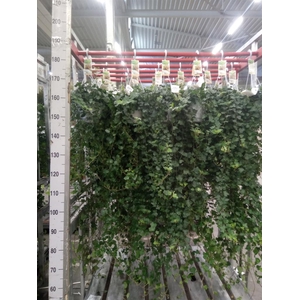 Hedera helix 'Wonder'