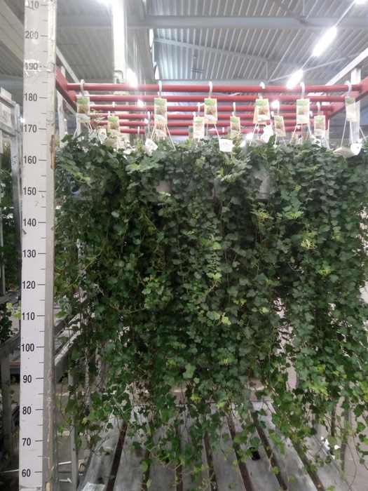 <h4>Hedera helix 'Wonder'</h4>