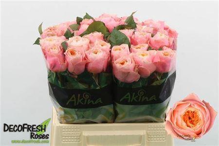 <h4>R Gr Vuvuzela</h4>