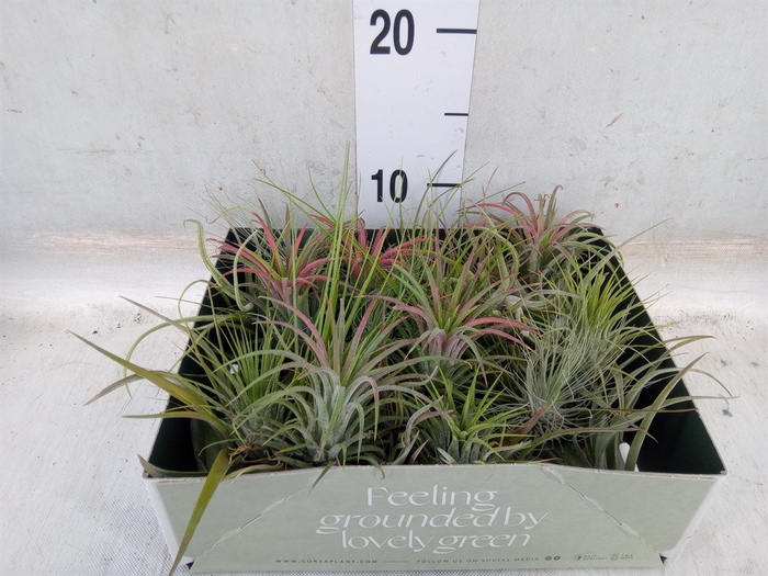 <h4>Tillandsia</h4>