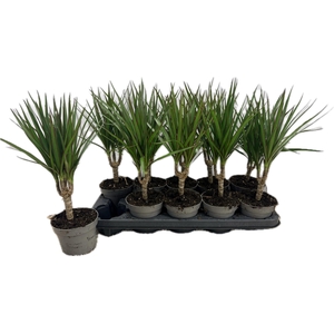 DRA MARGINATA
