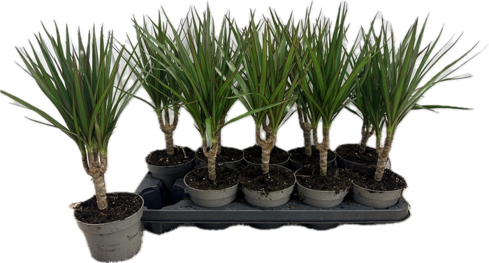<h4>DRA MARGINATA</h4>