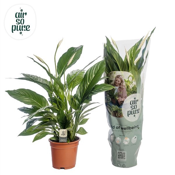 <h4>Spathiphyllum 'Vivaldi' AIR SO PURE</h4>