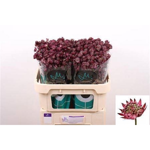 Astrantia Star Of Love Bordeaux