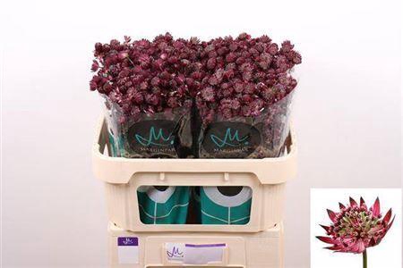 <h4>Astrantia Star Of Love Bordeaux</h4>