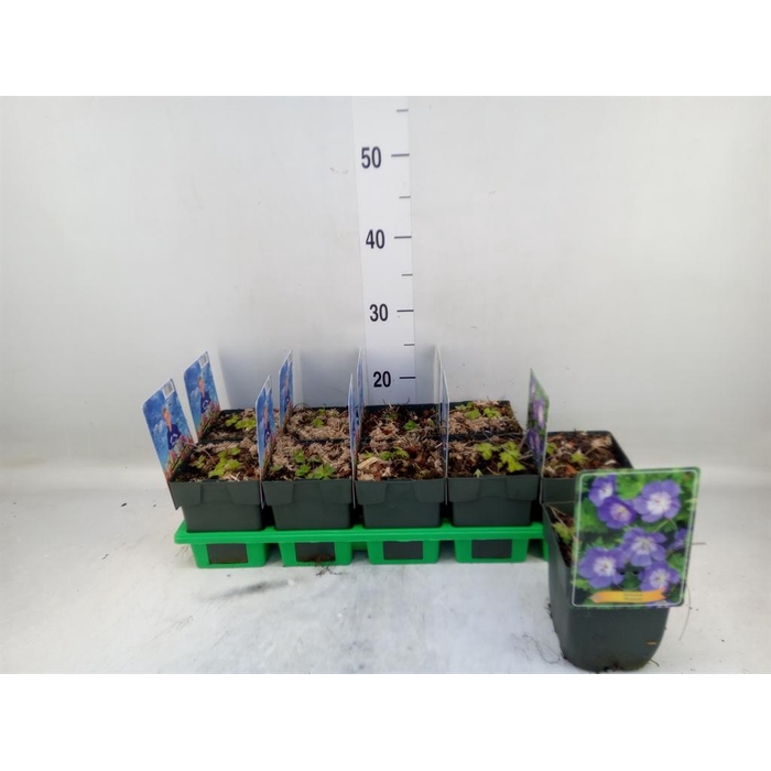 <h4>Geranium 'Rozanne'</h4>