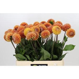 Dahlia Cornel Bronze