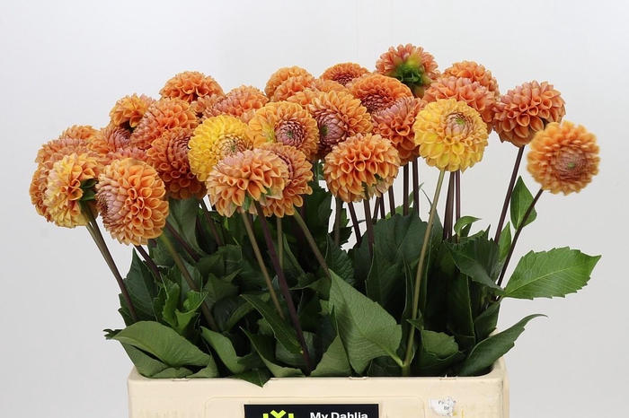 <h4>Dahlia Cornel Bronze</h4>
