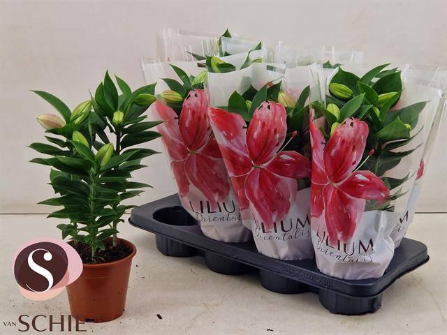 <h4>LIL OR SOUVENIR</h4>