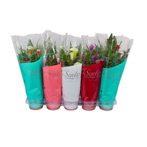 ZANT CALLAF CARNIVAL