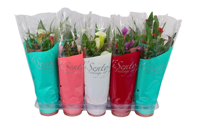 <h4>ZANT CALLAF CARNIVAL</h4>