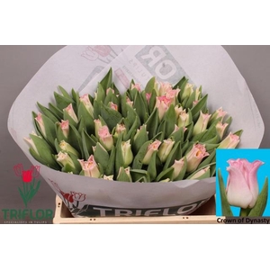 TU CO CROWN  DYNASTY