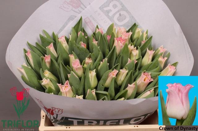 <h4>TU CO CROWN  DYNASTY</h4>