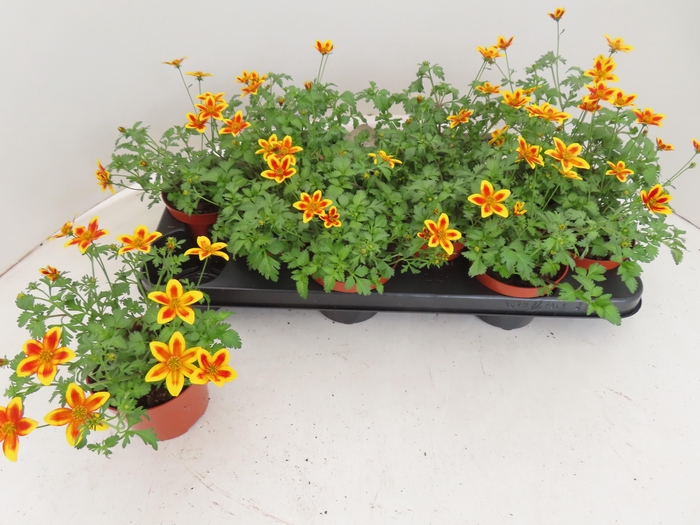 <h4>BID YELLOW CHARM</h4>