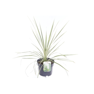 Cordyline australis Lime Passion