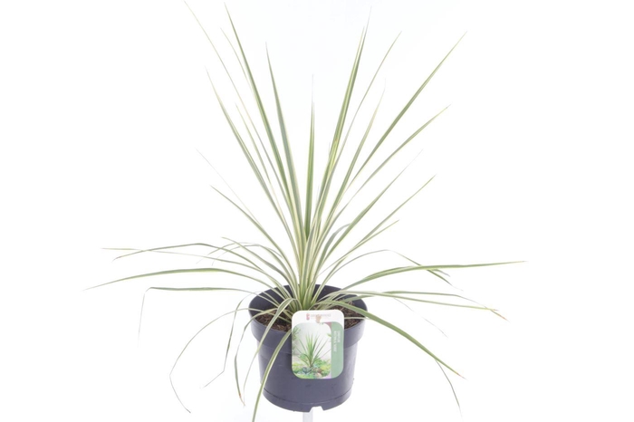 <h4>Cordyline australis Lime Passion</h4>