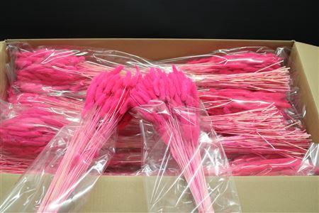 <h4>Lagurus Fuccia X30</h4>