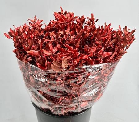 <h4>Quercus Ilex Painted $Luxury Cherry@Gold</h4>