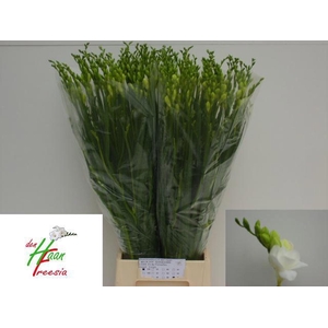 Freesia du Versailles
