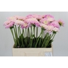 Dahlia Sweet Love