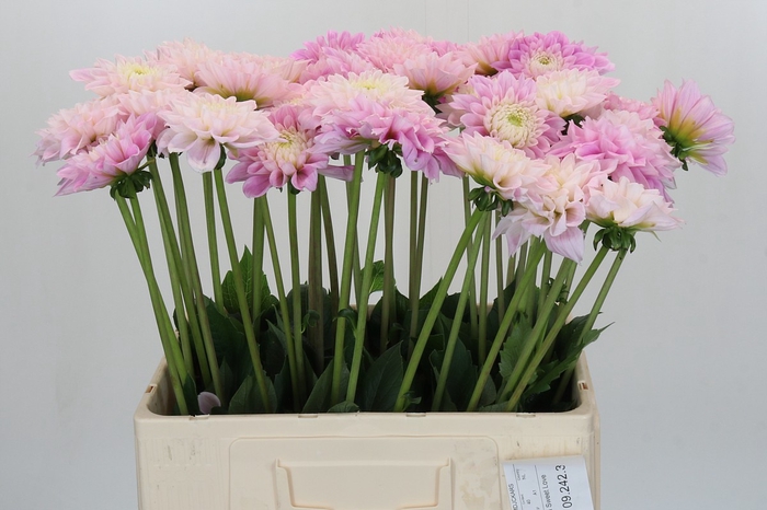 Dahlia Sweet Love