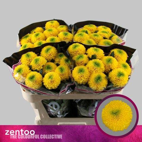 <h4>Chr g Brasiliana</h4>