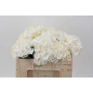 Hydr M Ch Whi Verena