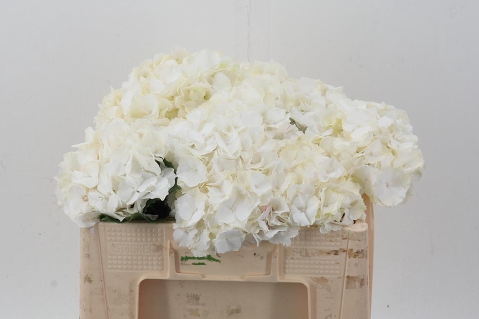 <h4>Hydr M Ch Whi Verena</h4>