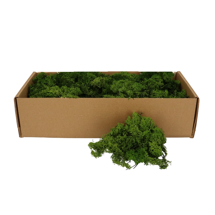 <h4>Preserved Reindeermoss 400-500g</h4>