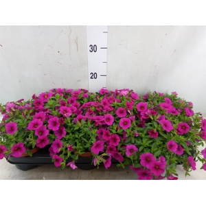 Calibrachoa  'Minifam Purple'