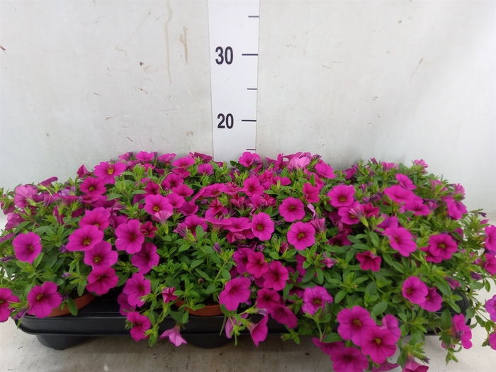 <h4>Calibrachoa  'Minifam Purple'</h4>