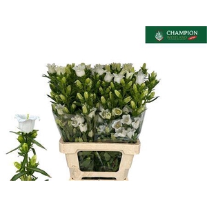 Campanula M Champion White