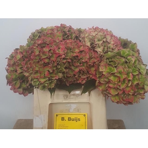 HYDR M CH RODEO CL