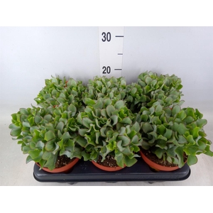 Crassula arborescens subsp. undilat