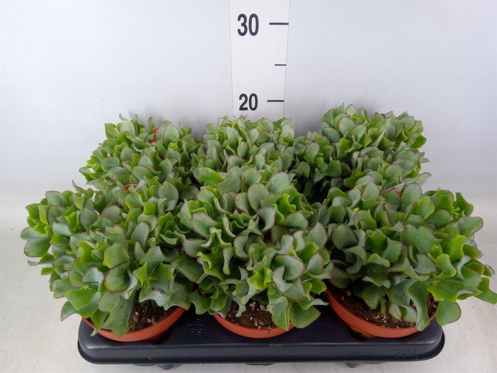 <h4>Crassula arborescens subsp. undilat</h4>