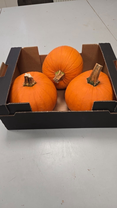 <h4>CUC HALLOWEEN</h4>