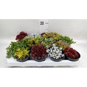 Rotsplanten   ...mix   [Rock plant]
