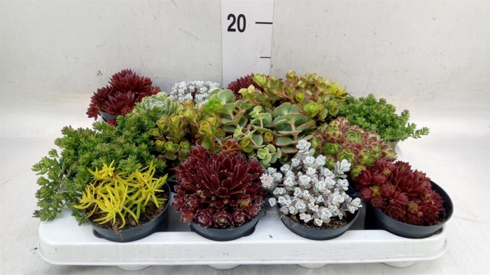 <h4>Rotsplanten   ...mix   [Rock plant]</h4>