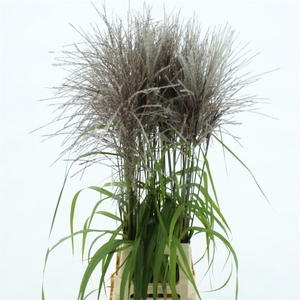Mischanthus Memory