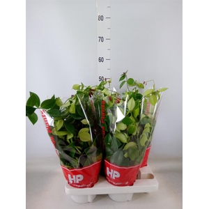 Aeschynanthus  'Mona Lisa'