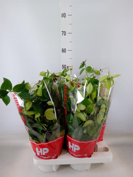 <h4>Aeschynanthus  'Mona Lisa'</h4>