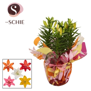 Az Mix 19cm Rondella LEAFS