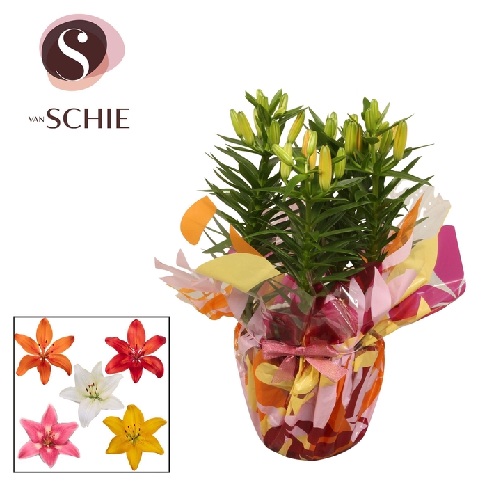 <h4>Az Mix 19cm Rondella LEAFS</h4>