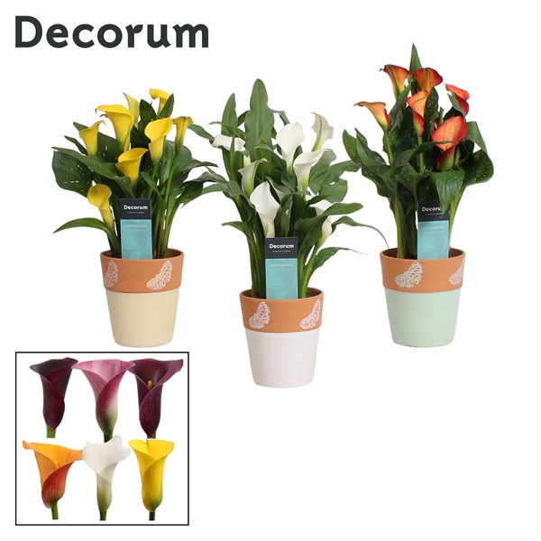 <h4>Zantedeschia Mix in Ompot Rowan (Decorum)</h4>